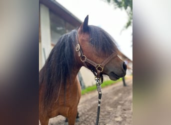 Ponis Shetland, Yegua, 5 años, 85 cm, Castaño