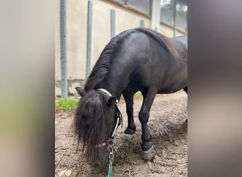 Ponis Shetland, Yegua, 5 años, 85 cm, Negro