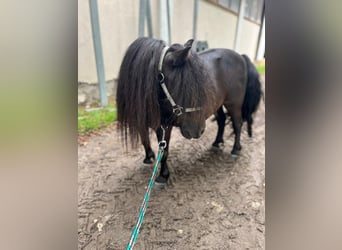 Ponis Shetland, Yegua, 5 años, 85 cm, Negro