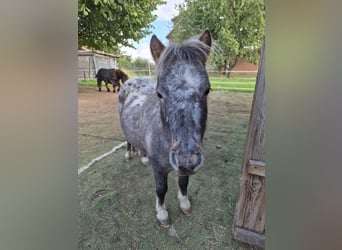 Ponis Shetland, Yegua, 5 años, 89 cm, Atigrado/Moteado