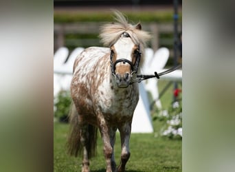 Ponis Shetland Mestizo, Yegua, 5 años, 90 cm, Atigrado/Moteado