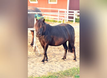 Ponis Shetland, Yegua, 5 años, 90 cm, Negro