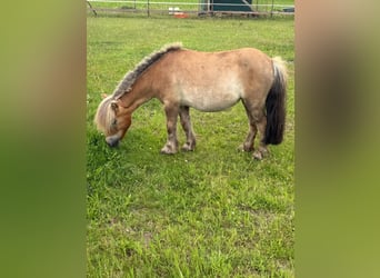 Ponis Shetland, Yegua, 5 años, 91 cm, Alazán