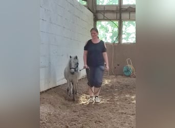 Ponis Shetland, Yegua, 5 años, 95 cm, Tordo