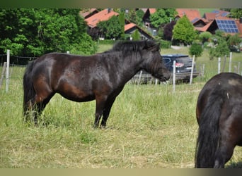 Ponis Shetland, Yegua, 5 años, 98 cm, Negro