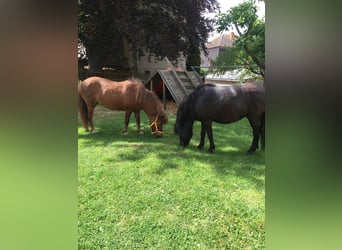 Ponis Shetland, Yegua, 6 años, 100 cm, Negro