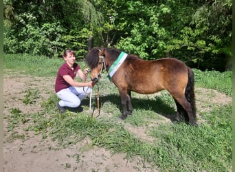 Ponis Shetland, Yegua, 6 años, 102 cm, Castaño