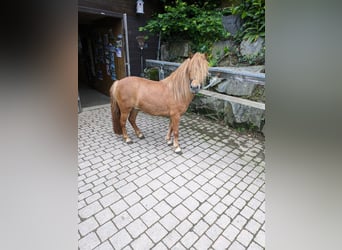 Ponis Shetland, Yegua, 6 años, 105 cm, Bayo