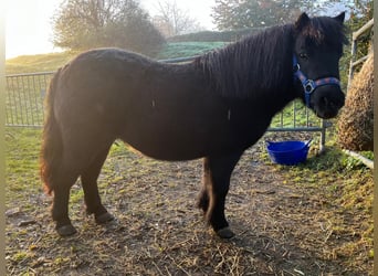 Ponis Shetland, Yegua, 6 años, 105 cm, Negro