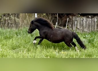 Ponis Shetland, Yegua, 6 años, 105 cm, Pío