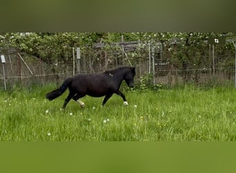 Ponis Shetland, Yegua, 6 años, 105 cm, Pío