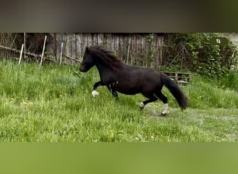 Ponis Shetland, Yegua, 6 años, 105 cm, Pío