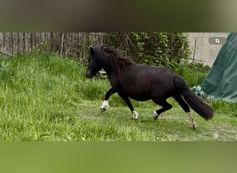 Ponis Shetland, Yegua, 6 años, 105 cm, Pío