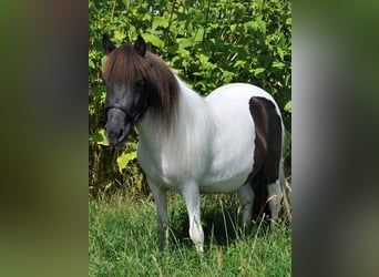 Ponis Shetland, Yegua, 6 años, 105 cm, Pío