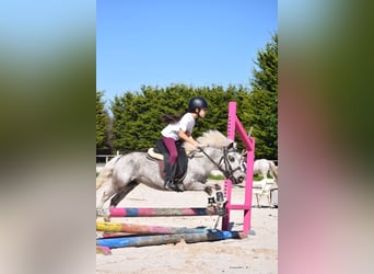 Ponis Shetland, Yegua, 6 años, 105 cm, Tordo
