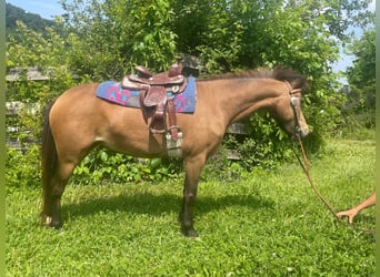 Ponis Shetland, Yegua, 6 años, 109 cm, Buckskin/Bayo