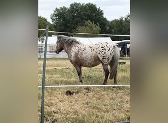 Ponis Shetland Mestizo, Yegua, 6 años, 115 cm, Atigrado/Moteado
