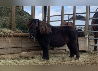 Ponis Shetland, Yegua, 6 años, 80 cm, Negro