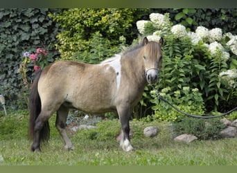 Ponis Shetland, Yegua, 6 años, 81 cm, Buckskin/Bayo