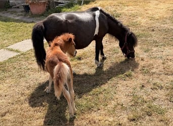 Ponis Shetland, Yegua, 6 años, 86 cm, Negro