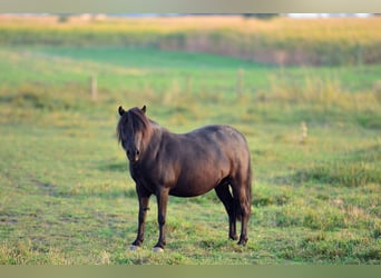 Ponis Shetland, Yegua, 6 años, 90 cm, Negro