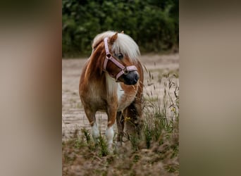 Ponis Shetland, Yegua, 6 años, 93 cm, Pío