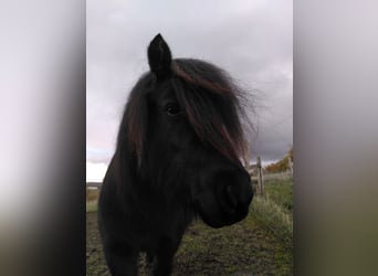 Ponis Shetland, Yegua, 6 años, Negro