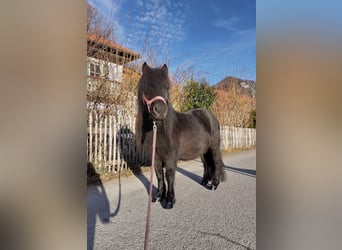 Ponis Shetland, Yegua, 7 años, 100 cm, Negro