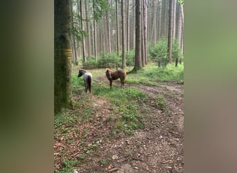 Ponis Shetland, Yegua, 7 años, 100 cm, Ruano azulado