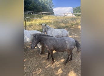 Ponis Shetland, Yegua, 7 años, 100 cm, Ruano azulado