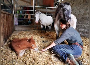Ponis Shetland, Yegua, 7 años, 100 cm, Ruano azulado