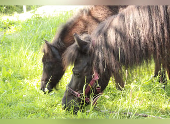 Ponis Shetland, Yegua, 7 años, 106 cm, Negro