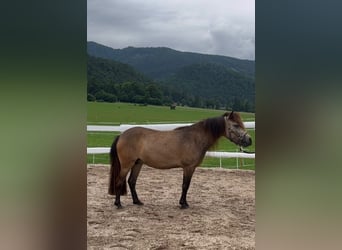 Ponis Shetland, Yegua, 7 años, 108 cm