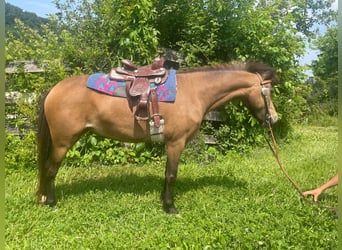 Ponis Shetland, Yegua, 7 años, 109 cm, Buckskin/Bayo