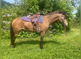 Ponis Shetland, Yegua, 7 años, 109 cm, Buckskin/Bayo