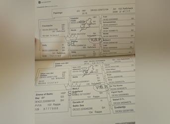 Ponis Shetland, Yegua, 7 años, 110 cm, Pío