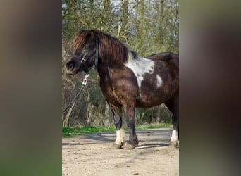 Ponis Shetland, Yegua, 7 años, 110 cm, Pío
