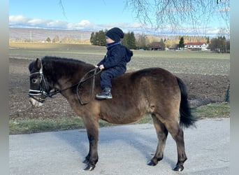 Ponis Shetland, Yegua, 7 años, 117 cm, Castaño oscuro