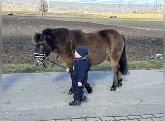 Ponis Shetland, Yegua, 7 años, 117 cm, Castaño oscuro