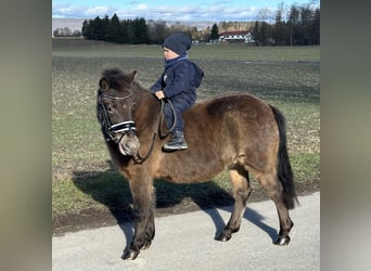 Ponis Shetland, Yegua, 7 años, 117 cm, Castaño oscuro