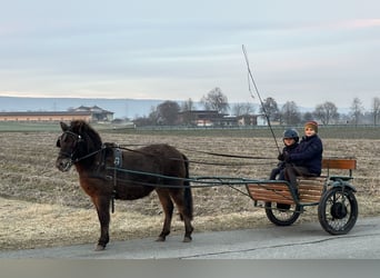 Ponis Shetland, Yegua, 7 años, 117 cm, Castaño oscuro