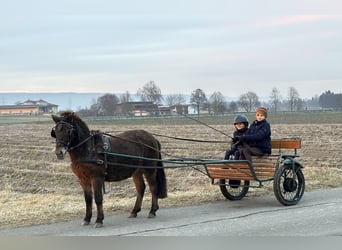 Ponis Shetland, Yegua, 7 años, 117 cm, Castaño oscuro