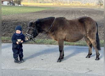 Ponis Shetland, Yegua, 7 años, 117 cm, Castaño oscuro