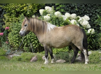 Ponis Shetland, Yegua, 7 años, 81 cm, Buckskin/Bayo