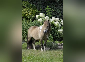 Ponis Shetland, Yegua, 7 años, 81 cm, Buckskin/Bayo