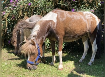 Ponis Shetland, Yegua, 7 años, 85 cm, Atigrado/Moteado