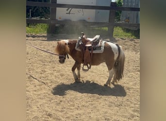 Ponis Shetland, Yegua, 7 años, 90 cm