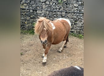 Ponis Shetland, Yegua, 7 años, 90 cm