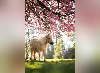 Ponis Shetland, Yegua, 7 años, 91 cm, Palomino