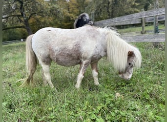 Ponis Shetland, Yegua, 7 años, 92 cm, Atigrado/Moteado